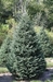 Blackhill Spruce (Picea glauca densata) - CBS1A-AKN