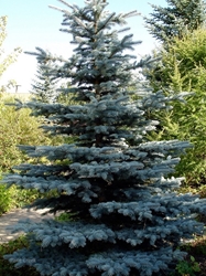50 Blue Spruce Seeds, Colorado Christmas Trees picea Pungens Glauca -   Canada