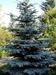 Colorado Blue Spruce (Picea pungens) - CCBS1A-7Q1