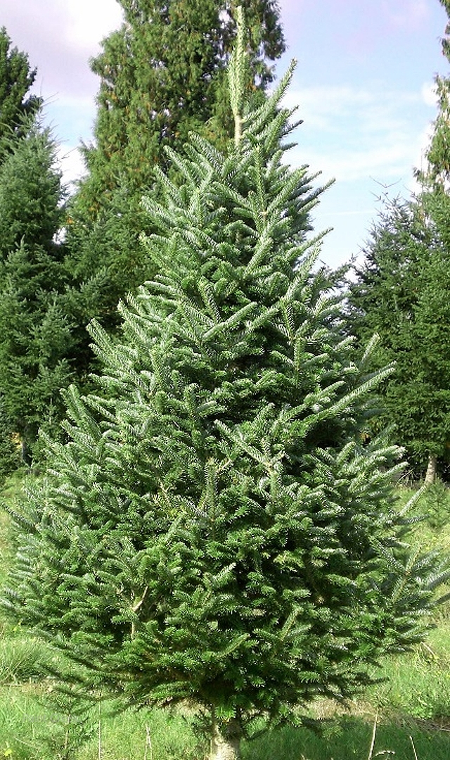 Fraser fir clearance