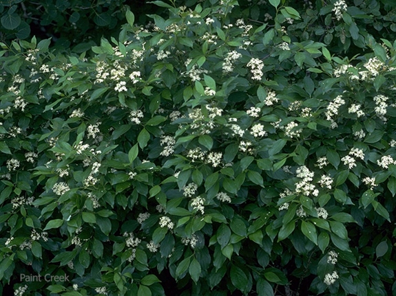 Gray Dogwood - Cornus racemosa – Bagley Pond Perennials