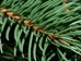 Norway spruce (Picea abies)  - CNS1A-H2H