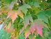 Red Maple (Acer rubrum)  - HRM1a-GY7