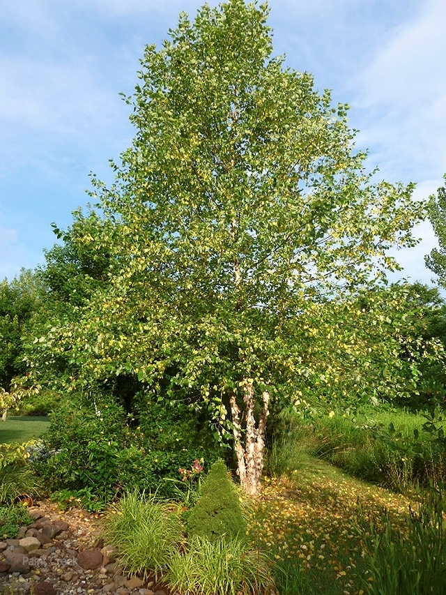 River Birch