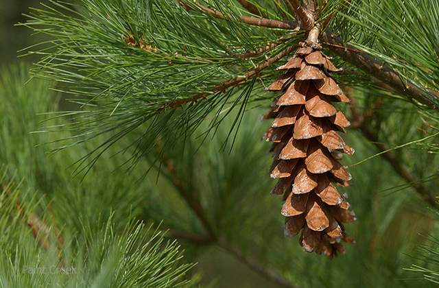 white pine cone